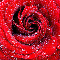 Buy canvas prints of Red rose with waterdrops by Thomas Herzog