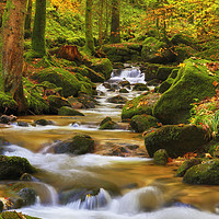 Buy canvas prints of Forest brook in autumn by Thomas Herzog