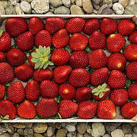 Buy canvas prints of Strawberries by Thomas Herzog