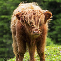 Buy canvas prints of Scottish highland calf by Thomas Herzog