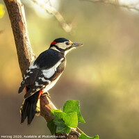 Buy canvas prints of Great spotted Woodpecker by Thomas Herzog