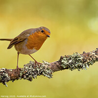 Buy canvas prints of Robin at a brunch with lichen by Thomas Herzog