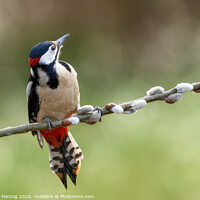 Buy canvas prints of Great Spotted Woodpecker by Thomas Herzog