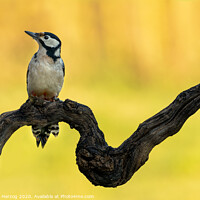 Buy canvas prints of Great spotted woodpecker by Thomas Herzog