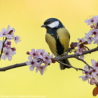 Buy canvas prints of Great tit with pink plum blossoms by Thomas Herzog