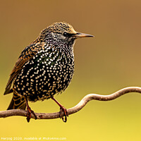 Buy canvas prints of Starling by Thomas Herzog