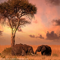Buy canvas prints of Dinner with elephants by Thomas Herzog