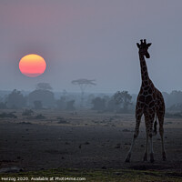 Buy canvas prints of Giraffe at sunset by Thomas Herzog