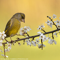 Buy canvas prints of Greenfinch by Thomas Herzog