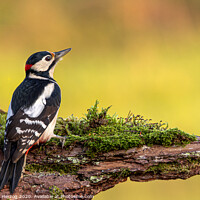 Buy canvas prints of Great spotted woodpecker  by Thomas Herzog