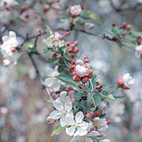 Buy canvas prints of Crabapple blossoms by Thomas Herzog
