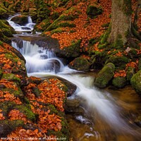 Buy canvas prints of Brook in the beech forest by Thomas Herzog