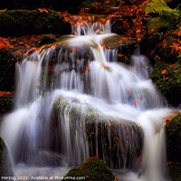 Buy canvas prints of Black Forest Cascades by Thomas Herzog