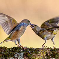 Buy canvas prints of Squabbling greenfinches by Thomas Herzog