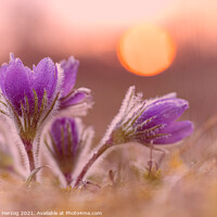Buy canvas prints of Pasque flower by Thomas Herzog