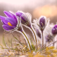 Buy canvas prints of Pasque flower by Thomas Herzog