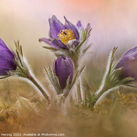 Buy canvas prints of Common Pasque flower by Thomas Herzog