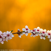 Buy canvas prints of Almond blossoms by Thomas Herzog