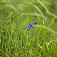 Buy canvas prints of Single Bluebell by Tim Woolcock
