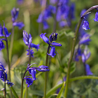 Buy canvas prints of Bluebells in the sun by Tim Woolcock