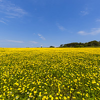 Buy canvas prints of Beautiful field of Buttercups by Tim Woolcock