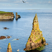Buy canvas prints of Duncansby Sea Stacks by Mark Greenwood