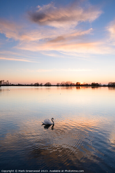 Swan At Sunset Picture Board by Mark Greenwood