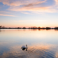 Buy canvas prints of Swan At Sunset by Mark Greenwood