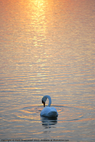 Swan At Sunset Picture Board by Mark Greenwood