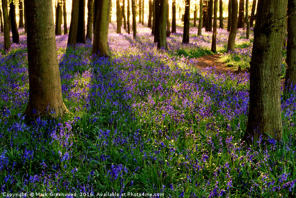 Bluebell Symphony Picture Board by Mark Greenwood