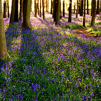 Buy canvas prints of Bluebell Symphony by Mark Greenwood