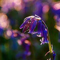 Buy canvas prints of Bluebell Heart by Mark Greenwood