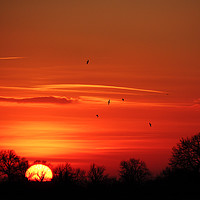 Buy canvas prints of Birds Soaring at Sunset by Mark Greenwood