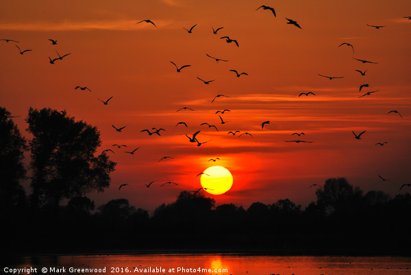 Birds Take Flight at Sunset Picture Board by Mark Greenwood