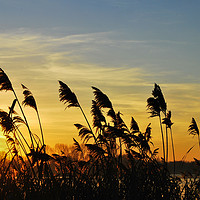Buy canvas prints of Bullrushes at Sunset by Mark Greenwood