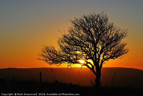 Tree Silhouette at Sunset Picture Board by Mark Greenwood