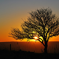 Buy canvas prints of Tree Silhouette at Sunset by Mark Greenwood