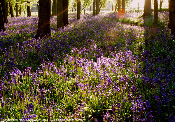 Dockey Wood Bluebells Picture Board by Mark Greenwood
