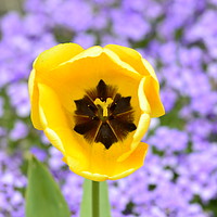 Buy canvas prints of Yellow Tulip with purple floral background by Jordan Hawksworth
