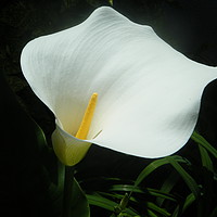 Buy canvas prints of White Lily by Jordan Hawksworth