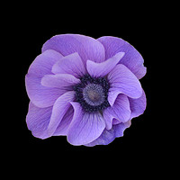 Buy canvas prints of Purple flower on black background  by Jordan Hawksworth