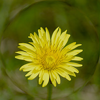 Buy canvas prints of Dandelion with a sphere round it  by Jordan Hawksworth