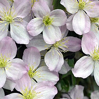 Buy canvas prints of Light Purpley/pink and White Clematis flowers by Jordan Hawksworth
