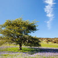 Buy canvas prints of Holwell Lawn Bluebells by Bruce Little