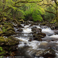 Buy canvas prints of Dartmoor woodland spring rapids by Bruce Little