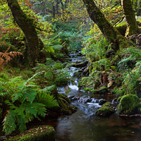 Buy canvas prints of Venford Woods & Brook by Bruce Little