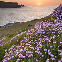 Buy canvas prints of Thrift blooms in serene Cornish sunset by Bruce Little