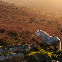 Buy canvas prints of Backlit Dartmoor Pony on Haytor Down by Bruce Little