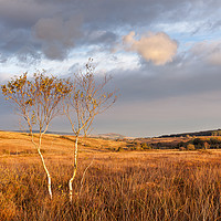 Buy canvas prints of Serene Woodbury Common landscape by Bruce Little
