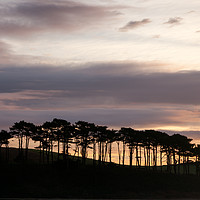 Buy canvas prints of Sunrise over Coastal Trees by Bruce Little